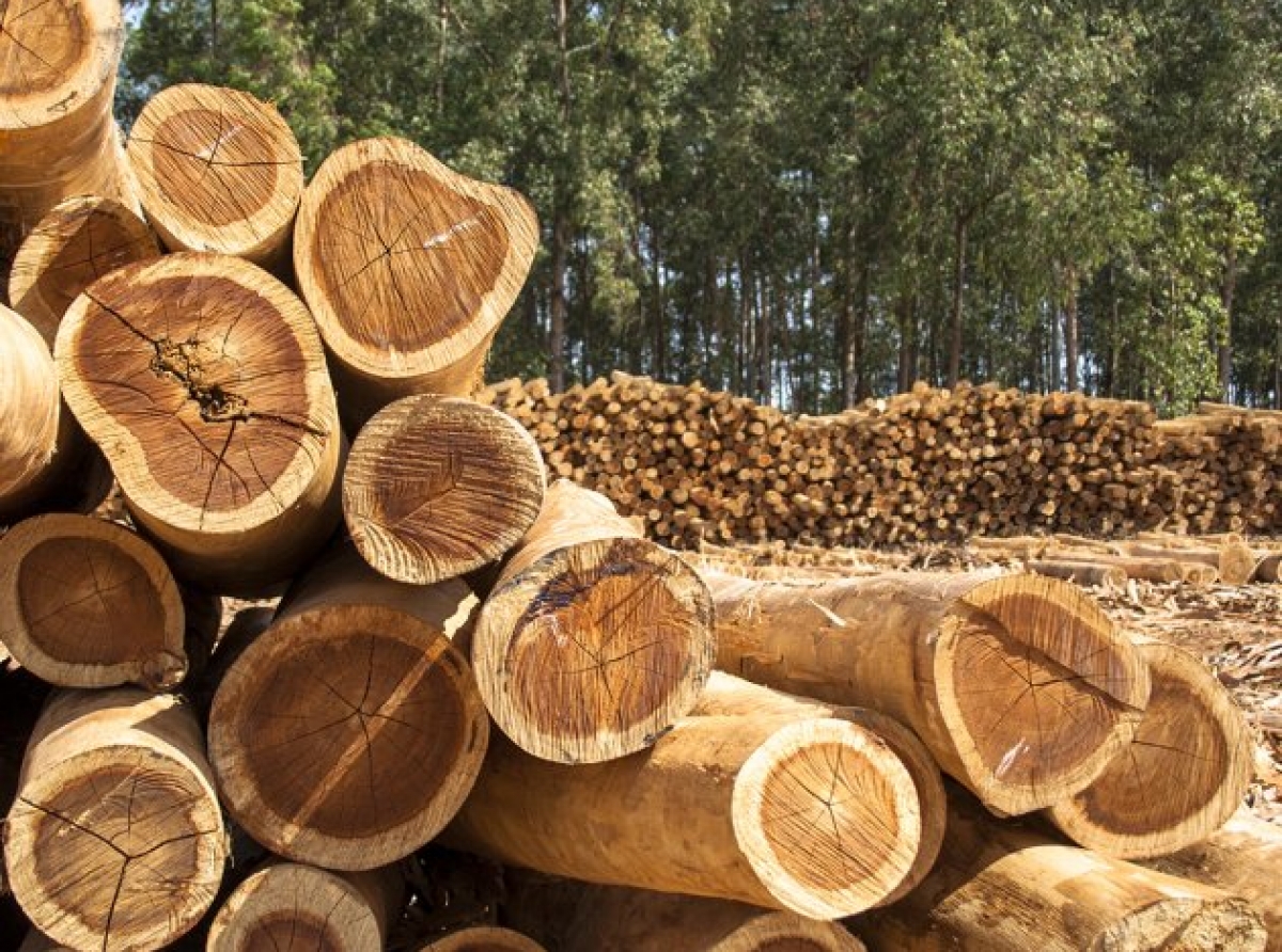 Recent surge in EU forest harvesting, according to JRC study